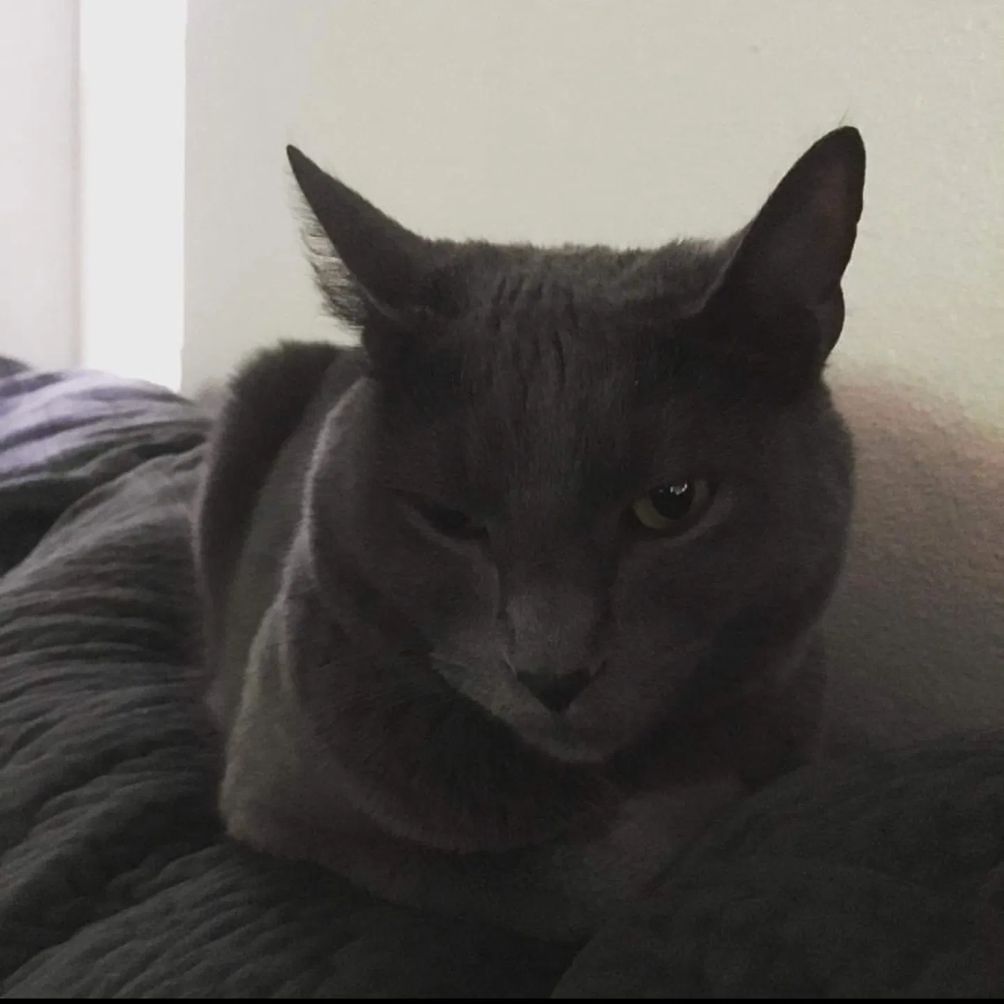 Lost cat in Lackland A F B, TX, 78236