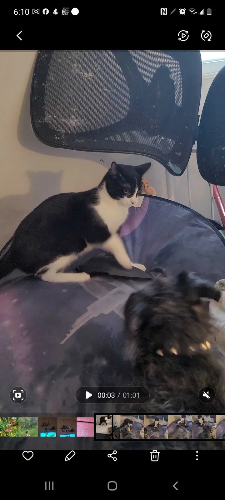 Lost cat in Joliet, IL, 60435