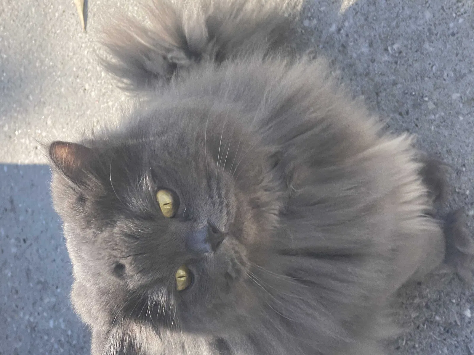 Lost cat in Spring, TX, 77382