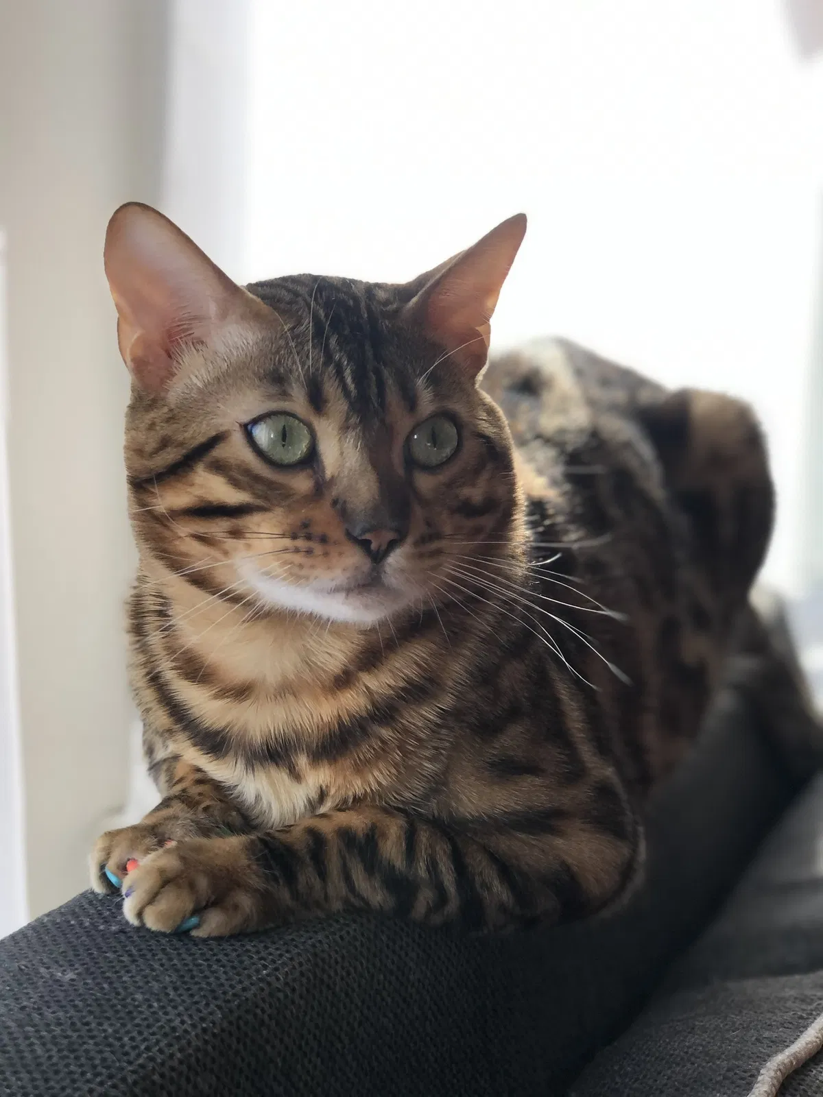 Lost cat in Spring, TX, 77379
