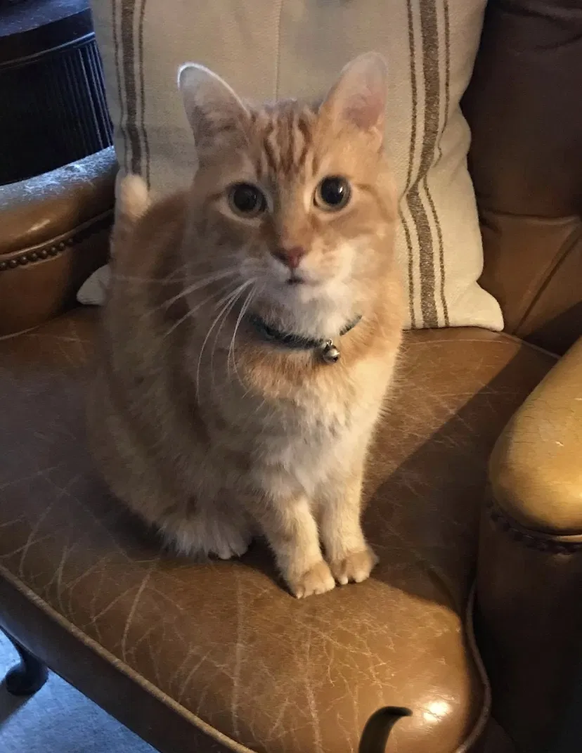 Lost cat in Garland, TX, 75043