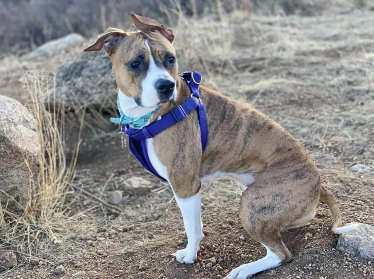 Lost dog in Evergreen, AL, 36401