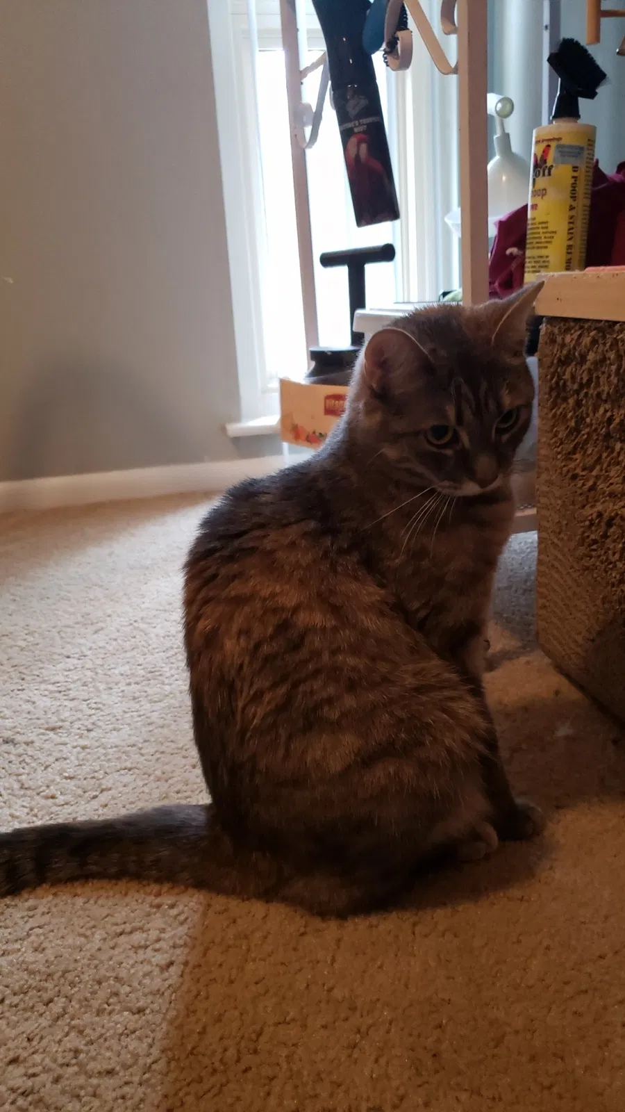 Lost cat in Williamstown, NJ, 8094