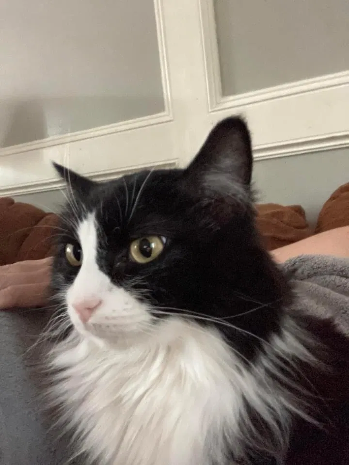 Lost cat in Spring, TX, 77379