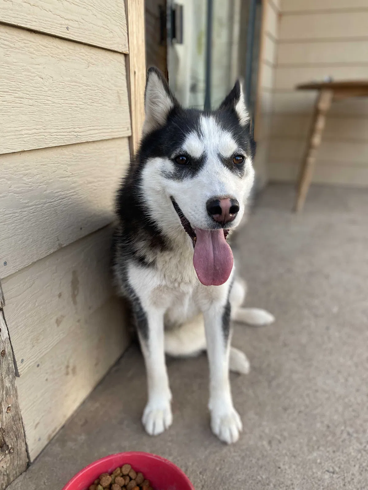 Lost dog in Amarillo, TX, 79107