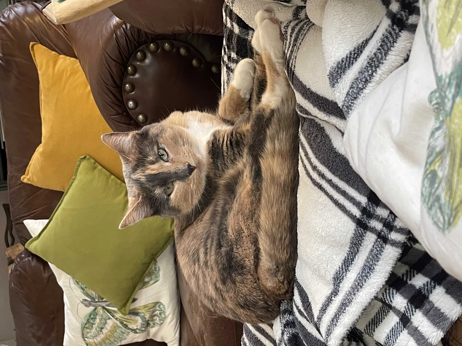 Lost cat in Aurora, IL, 60502