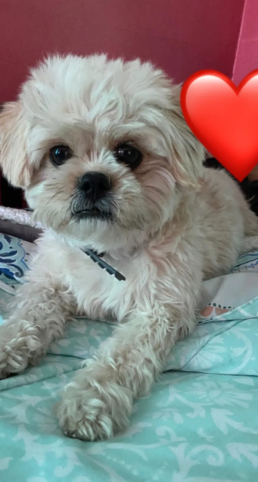 Lost dog in Lawndale, CA, 90260