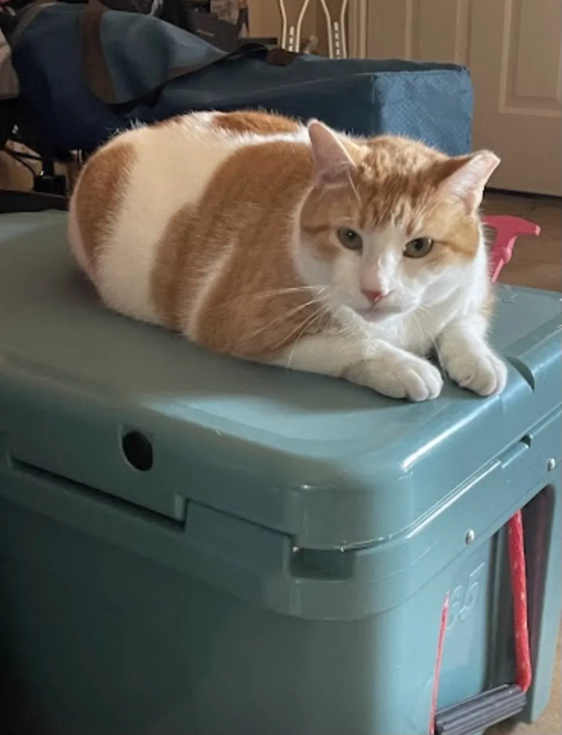 Lost cat in San Antonio, TX, 78251