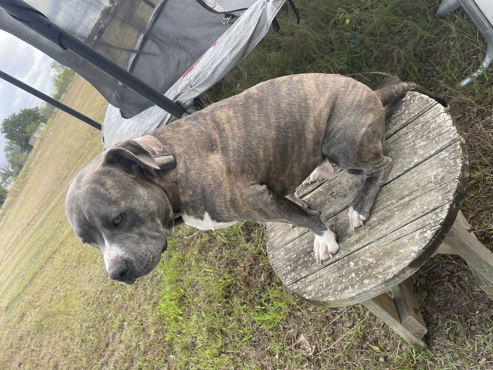 Lost dog in Mabank, TX, 75147