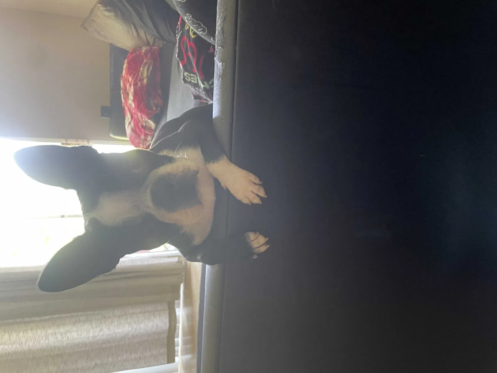 Lost dog in Pensacola, FL, 32504