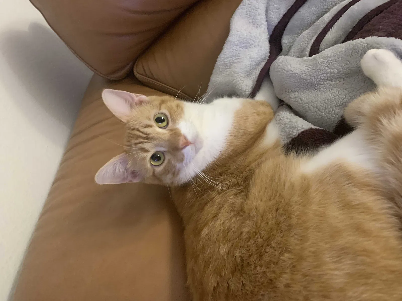 Lost cat in Katy, TX, 77494