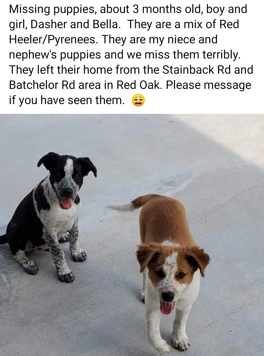 Lost dog in Red Oak, TX, 75154