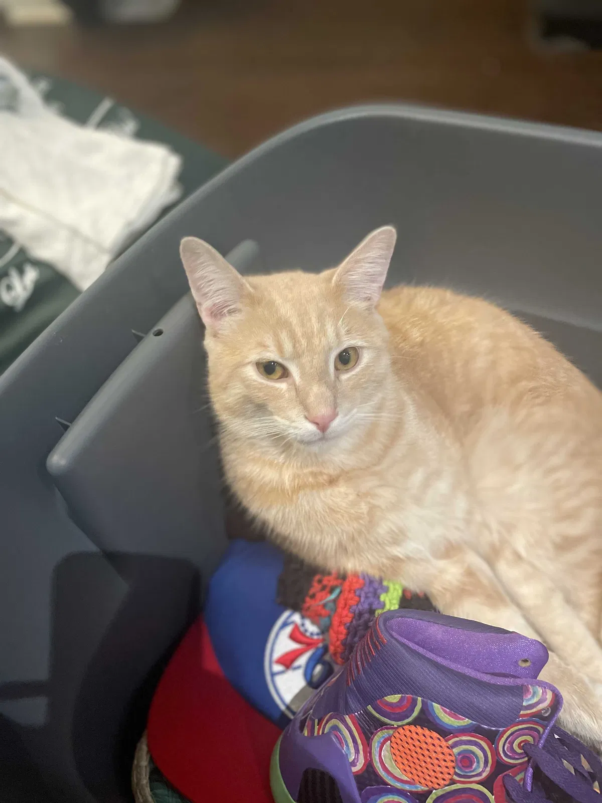 Lost cat in Philadelphia, PA, 19132