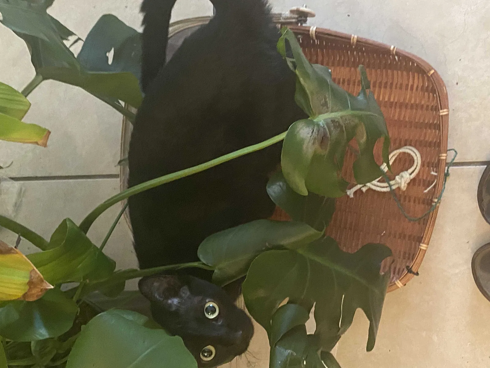Lost cat in Orlando, FL, 32810