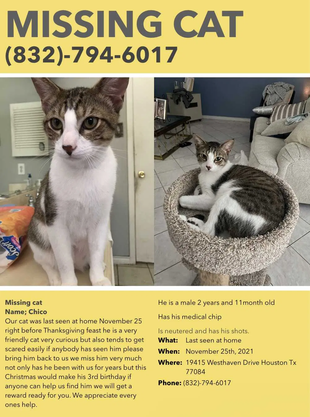 Lost cat in Houston, TX, 77084