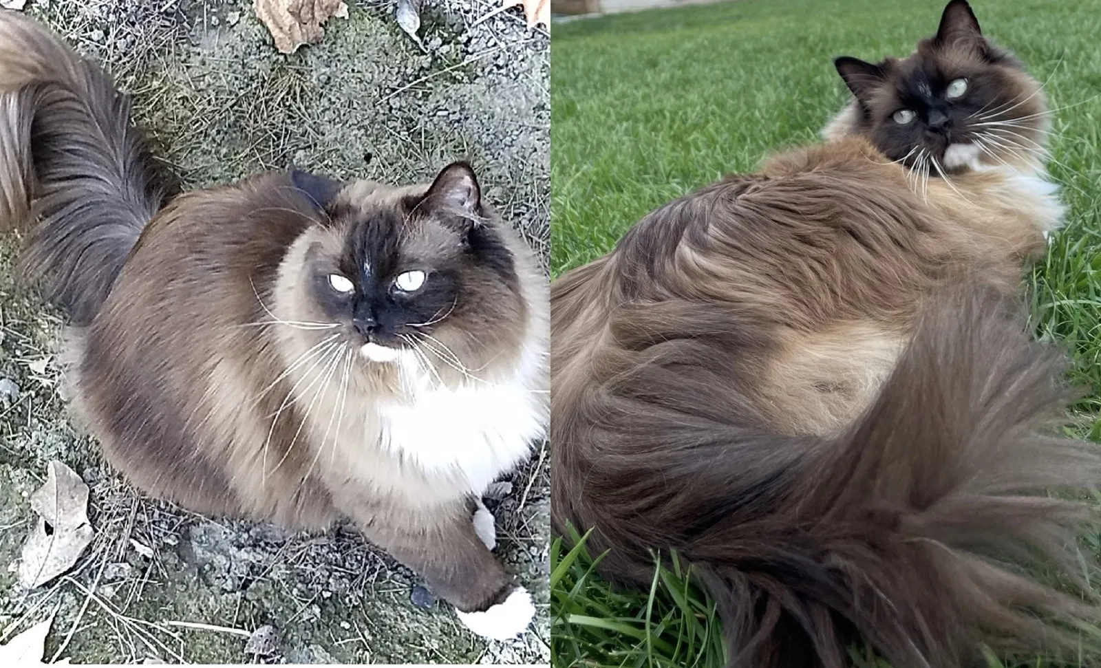 Lost cat in Pasco, WA, 99301
