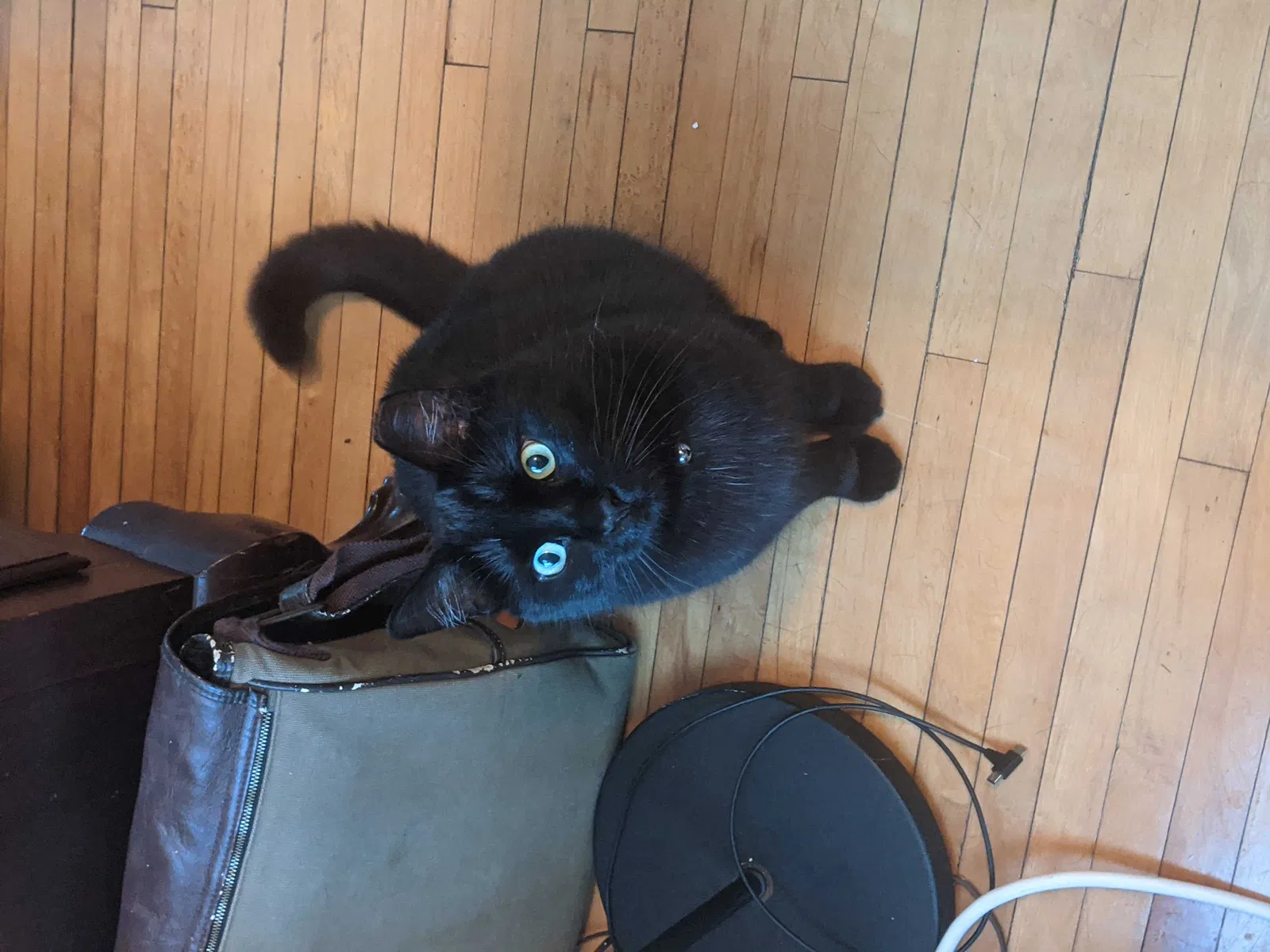 Lost cat in Minneapolis, MN, 55413
