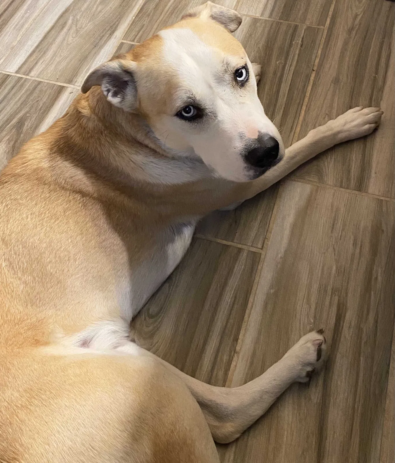 Lost dog in Hesperia, CA, 92344