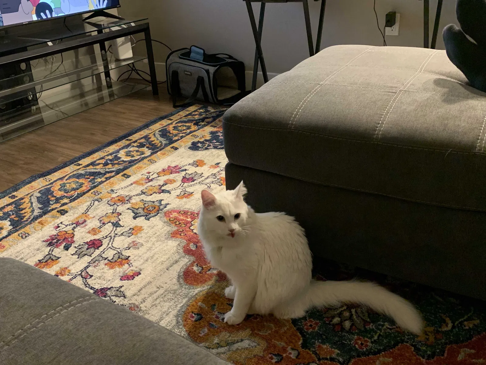 Lost cat in Broomfield, CO, 80020