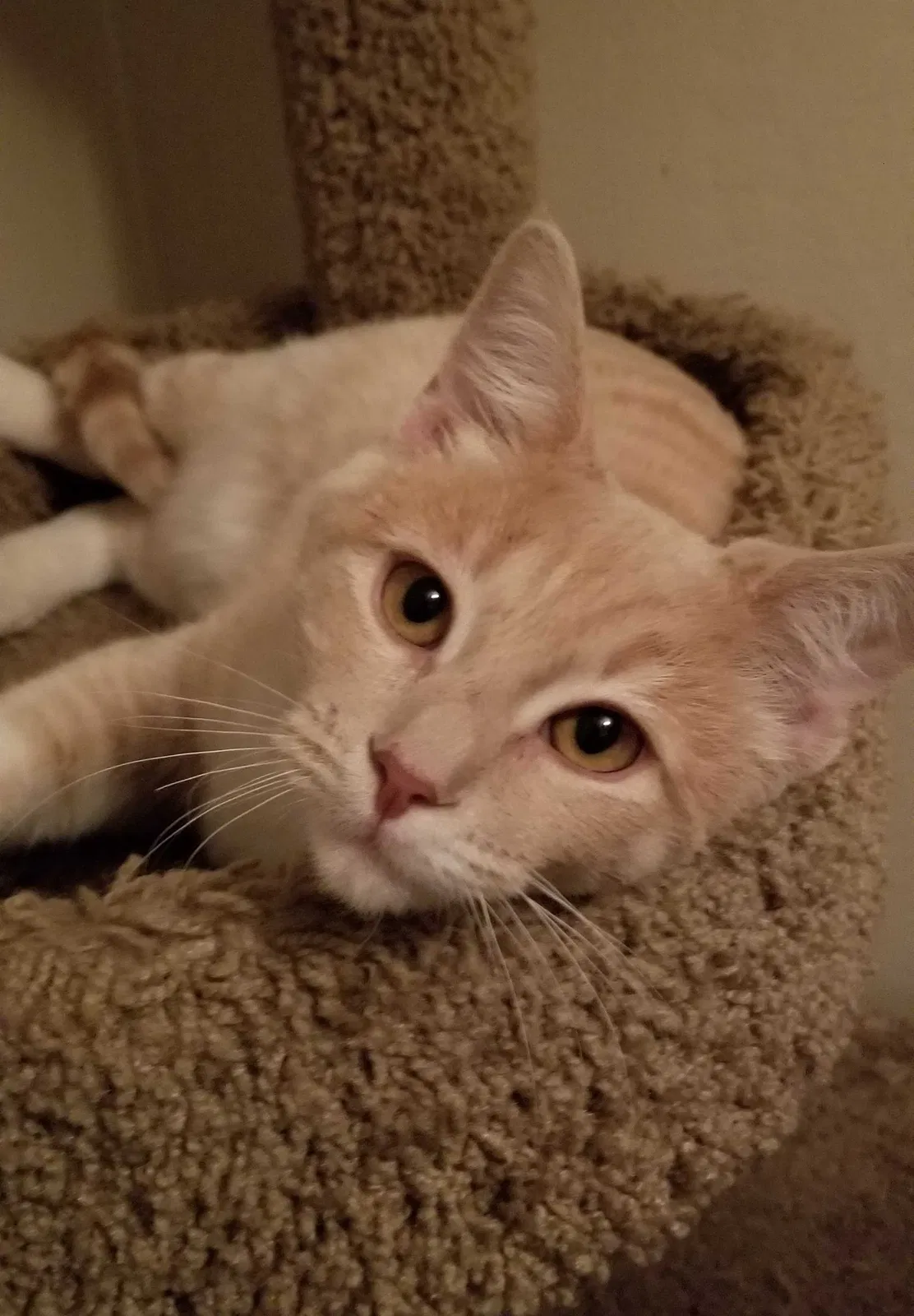 Lost cat in Fort Myers, FL, 33912