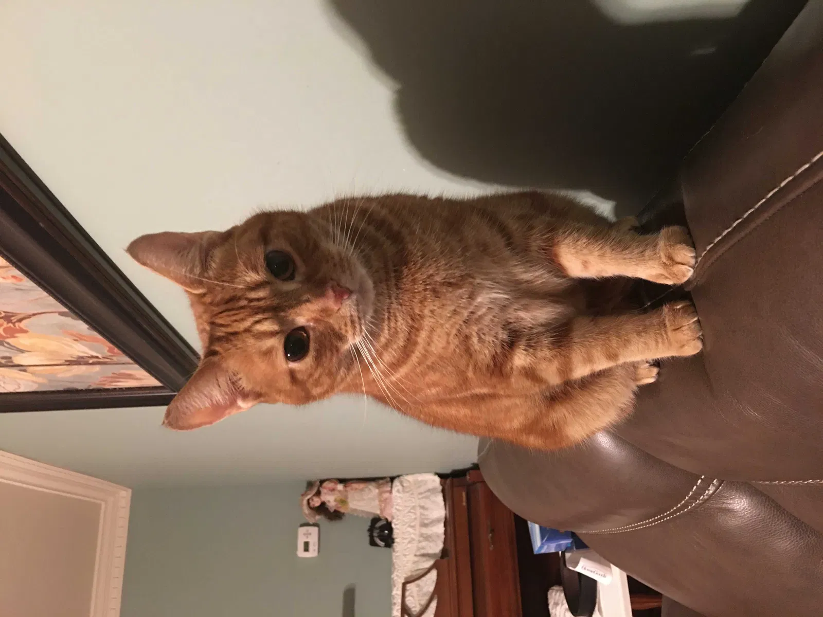 Lost cat in Montville, NJ, 7045