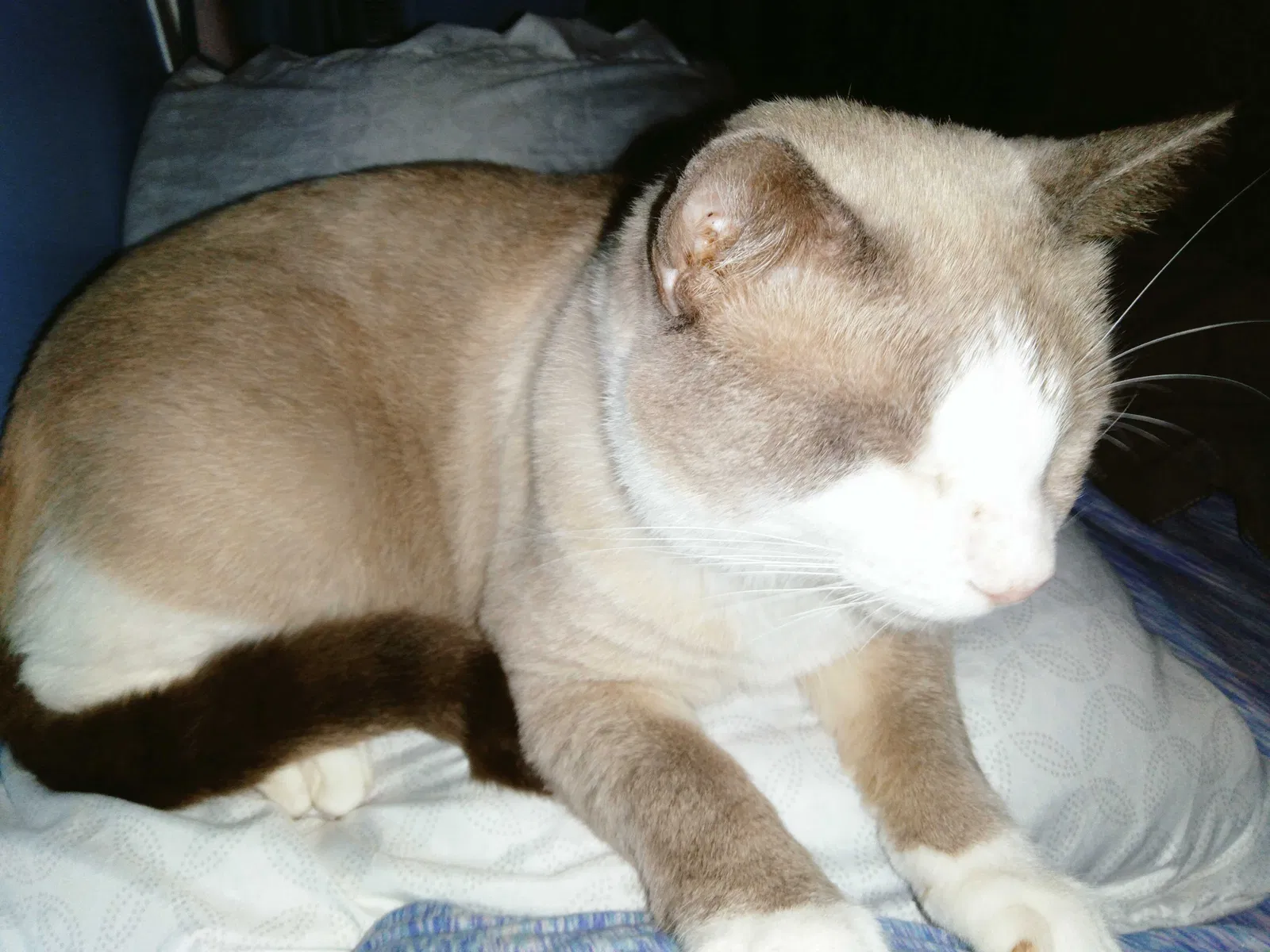 Lost cat in Baltimore, MD, 21229