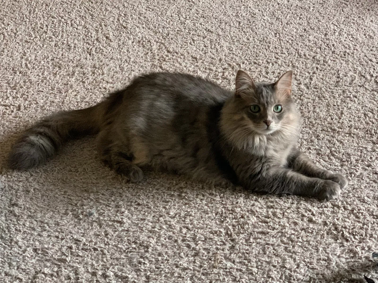Lost cat in Gallatin, TN, 37066