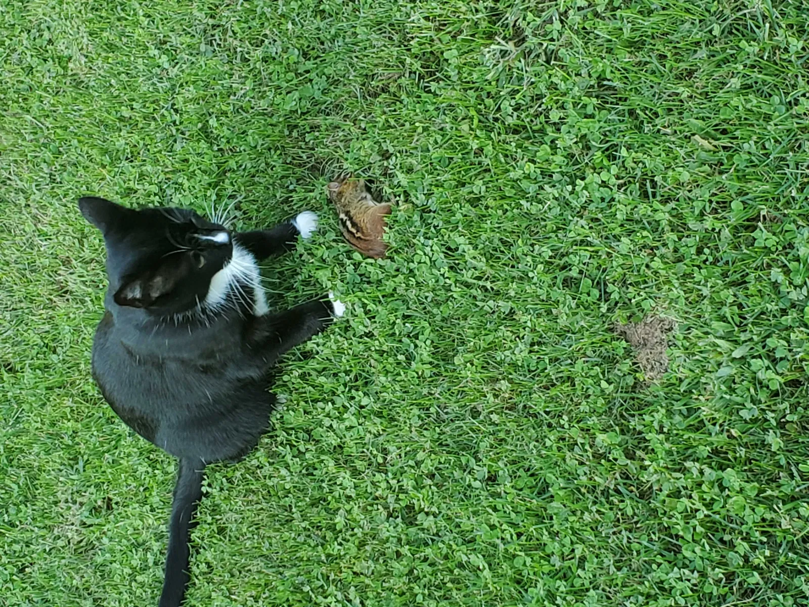 Lost cat in Sutersville, PA, 15083