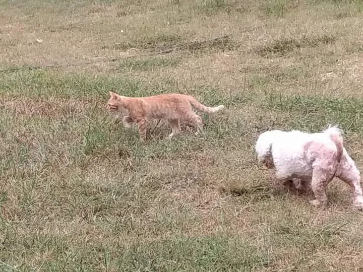 Lost cat in Covington, GA, 30014
