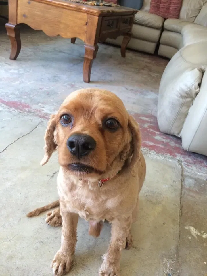 Lost dog in Garden Grove, CA, 92844