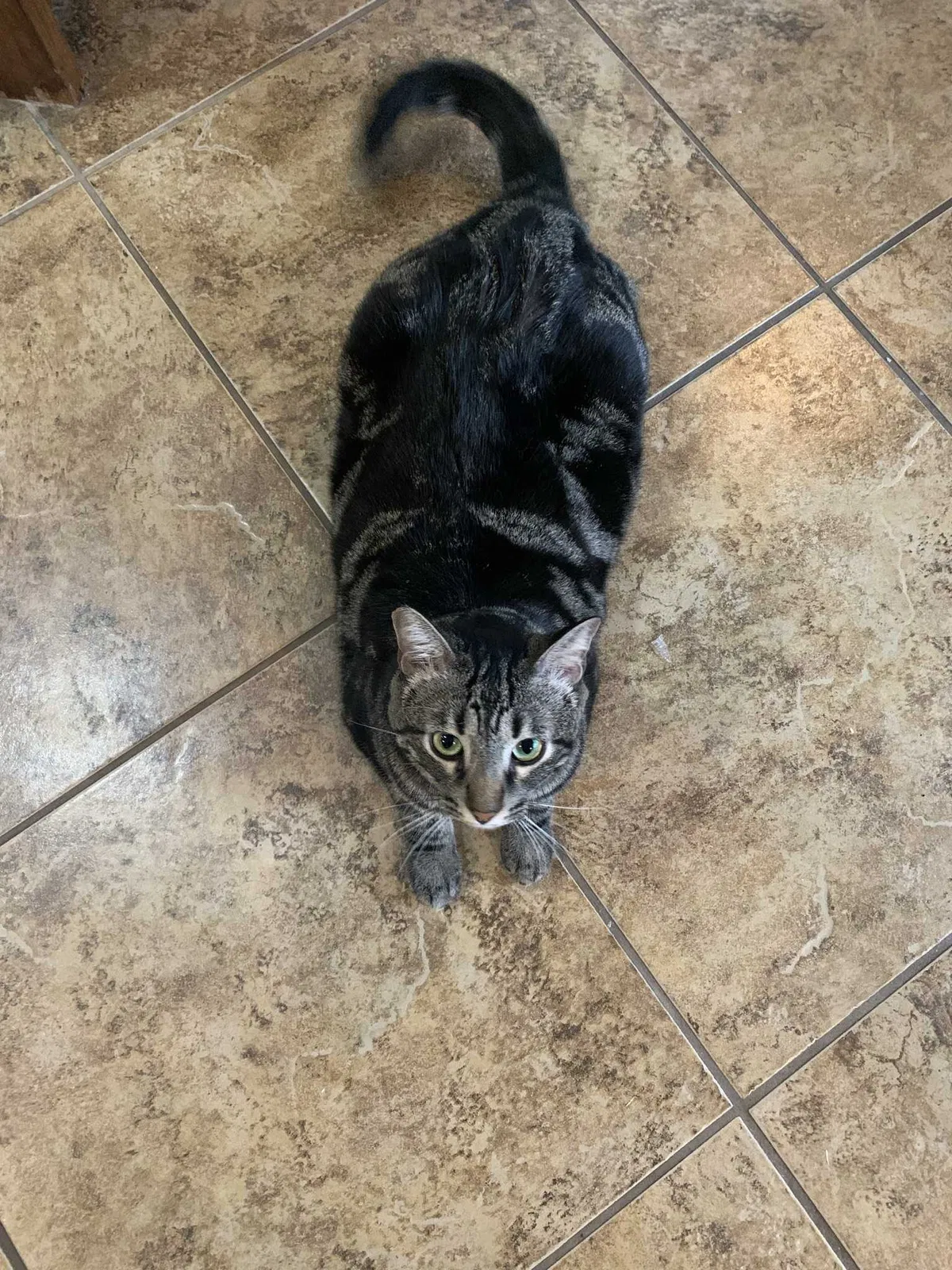 Lost cat in Long Beach, CA, 90815