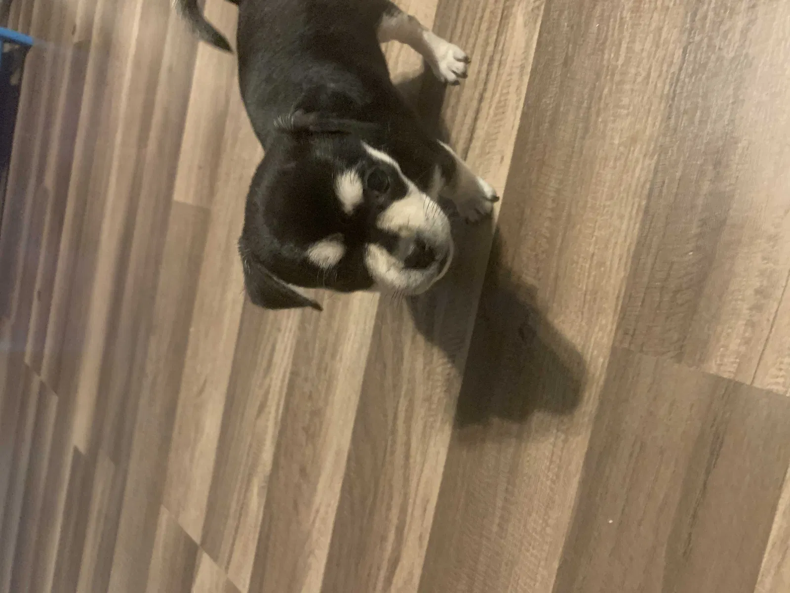 Lost dog in Deltona, FL, 32738