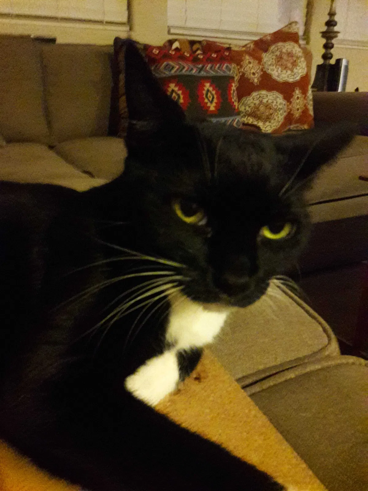 Lost cat in Long Beach, CA, 90805