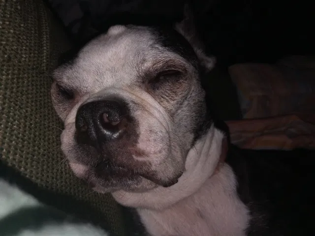 Lost dog in Decatur, GA, 30073