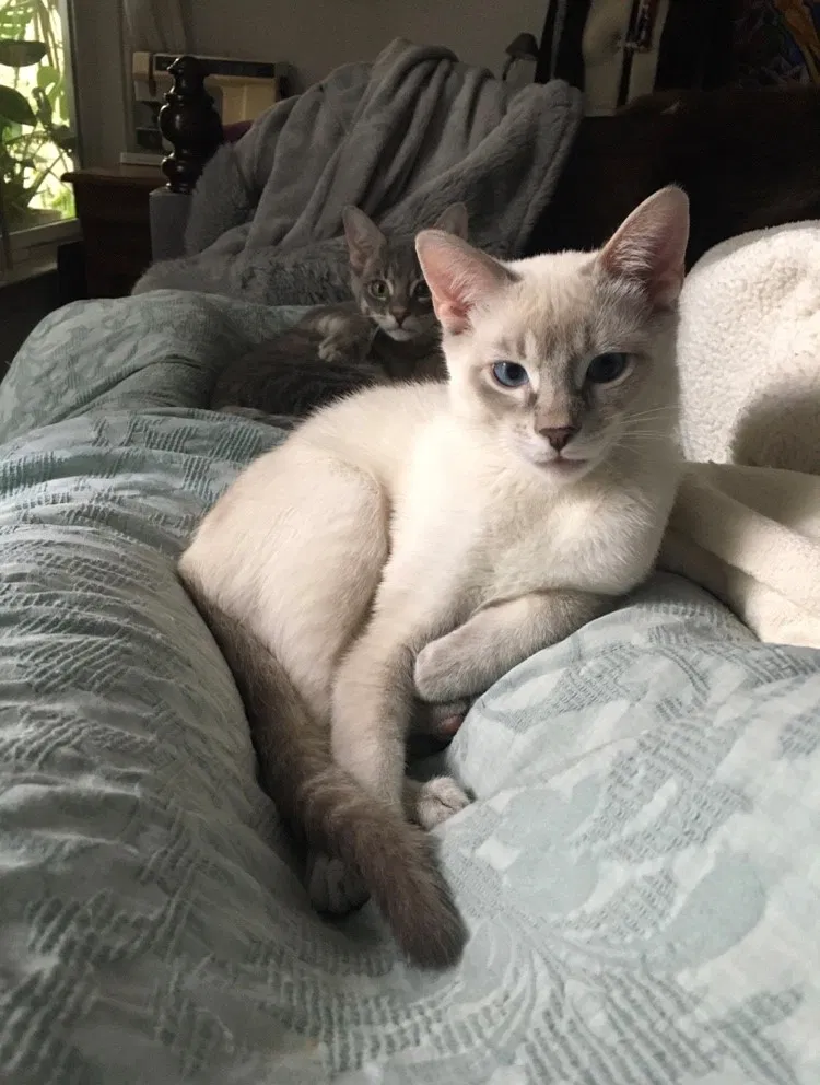 Lost cat in Folsom, CA, 95630