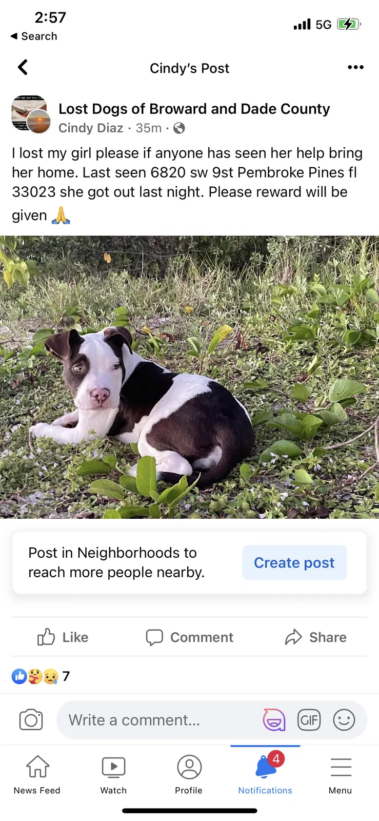 Lost dog in Hollywood, FL, 33023