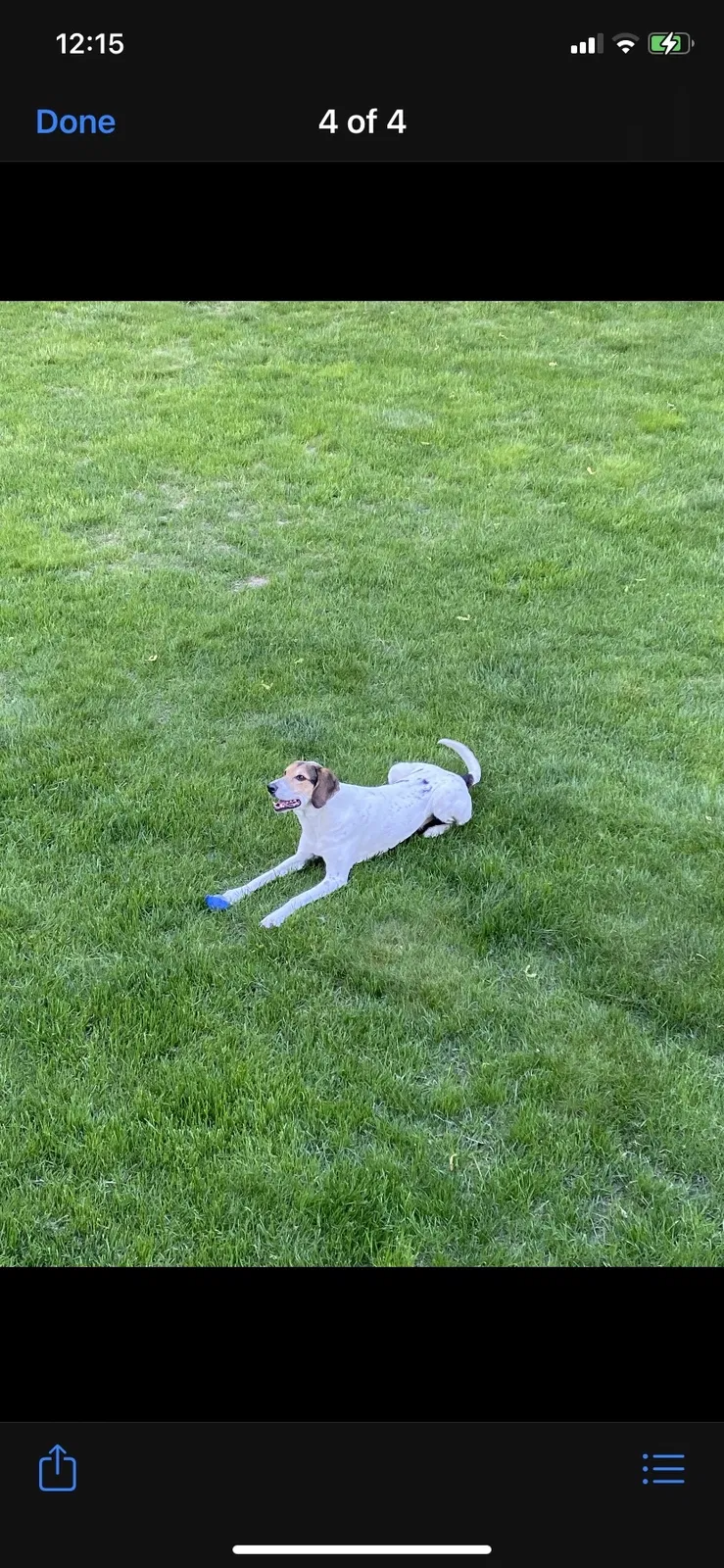 Lost dog in Lakeville, MN, 55044