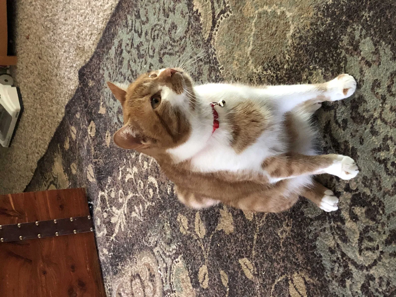 Lost cat in Magnolia, TX, 77355