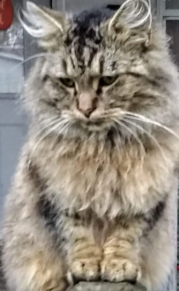 Lost cat in Ada, OH, 45810