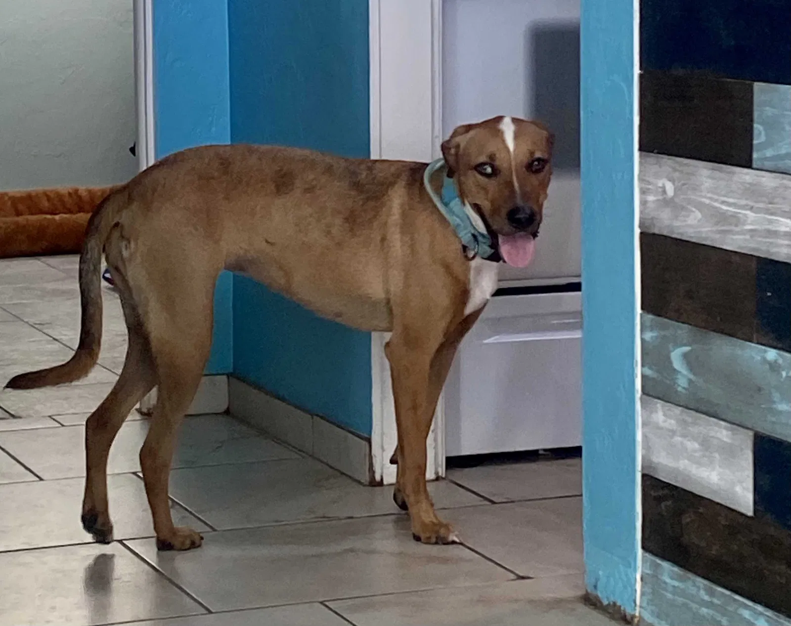 Lost dog in Sarasota, FL, 34235