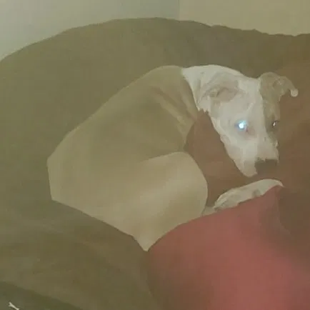 Lost dog in Raceland, LA, 70394