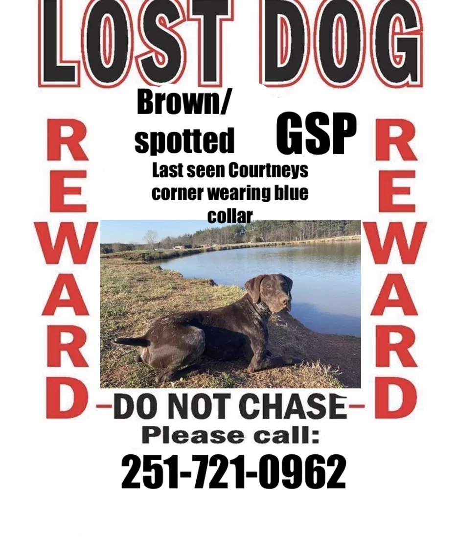 Lost dog in Bealeton, VA, 22712