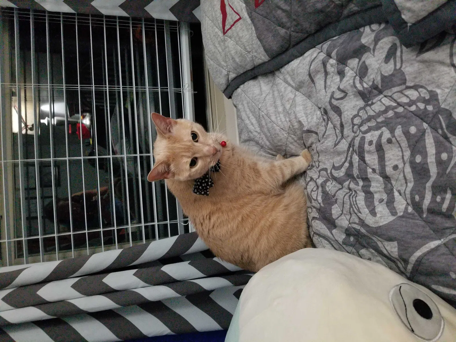 Lost cat in Westerville, OH, 43081