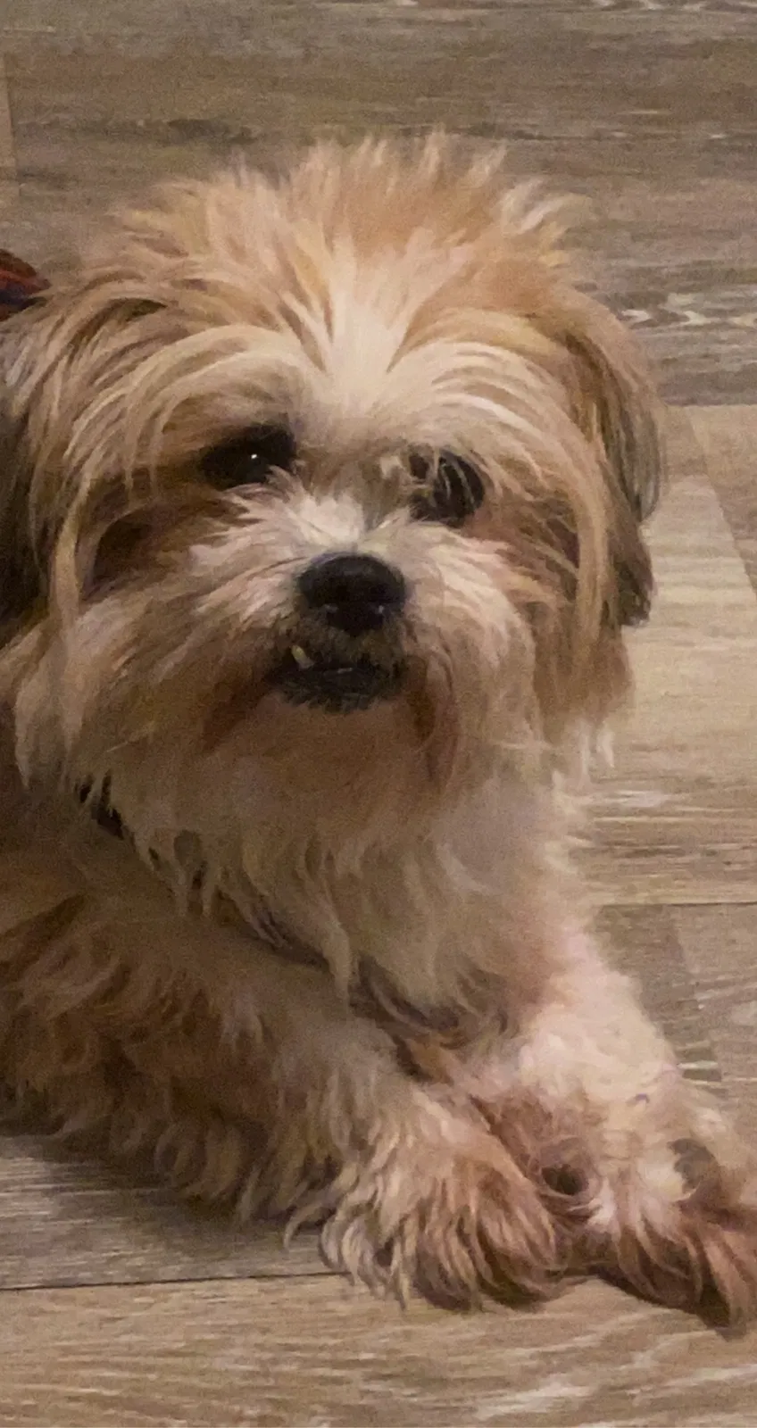 Lost dog in Pittsburg, CA, 94565