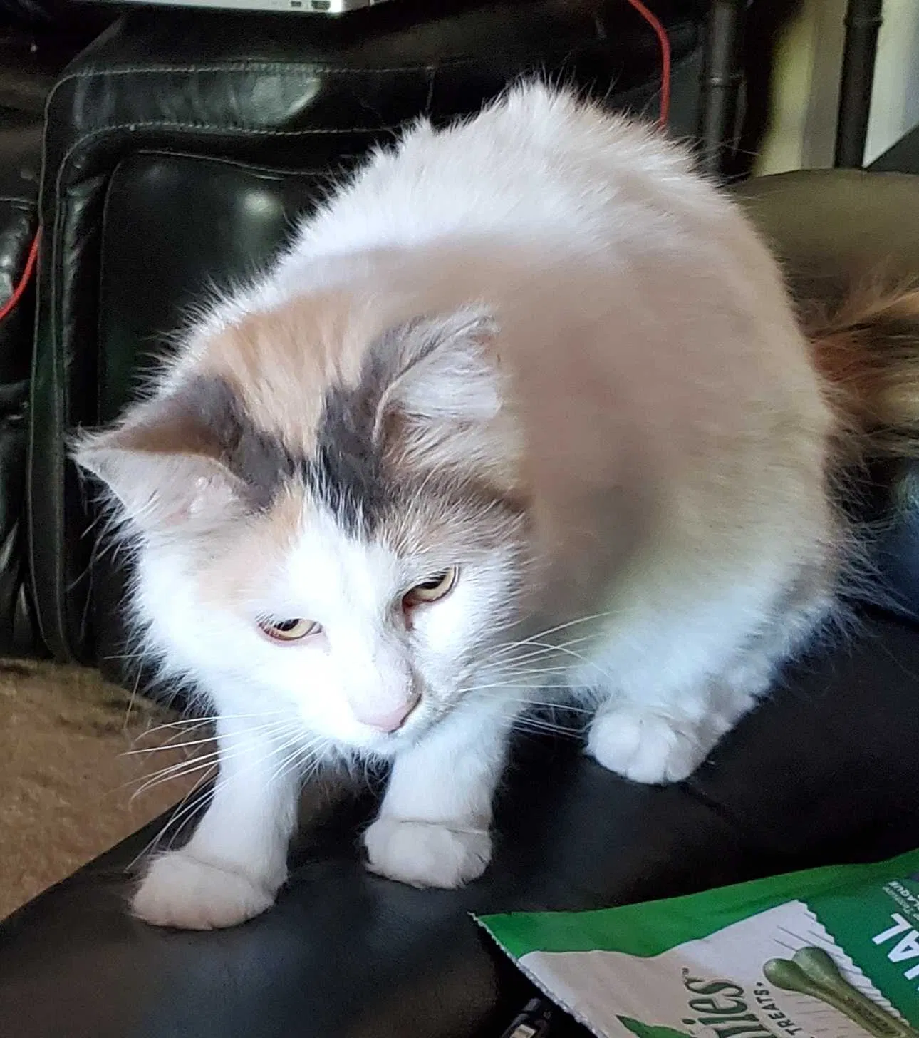 Lost cat in Albuquerque, NM, 87110