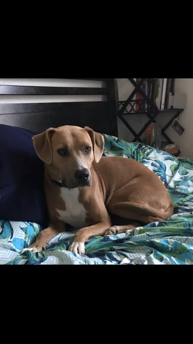 Lost dog in Garland, TX, 75043