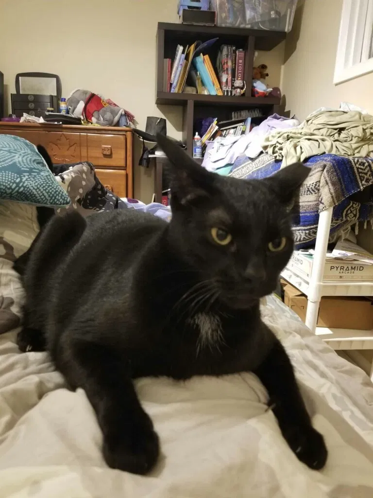 Lost cat in Huntsville, AL, 35805