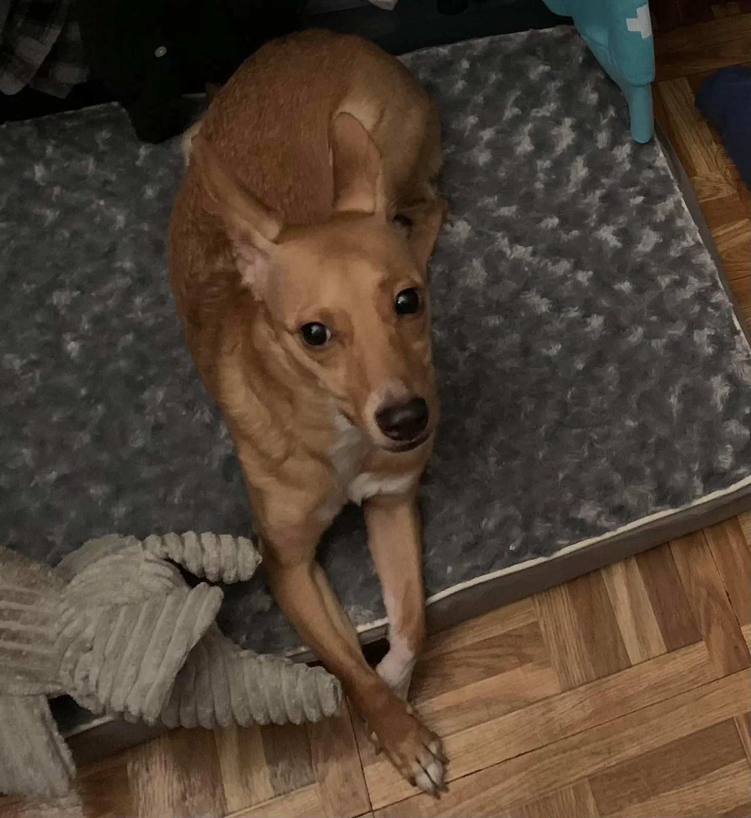 Lost dog in Hillside, NJ, 7205