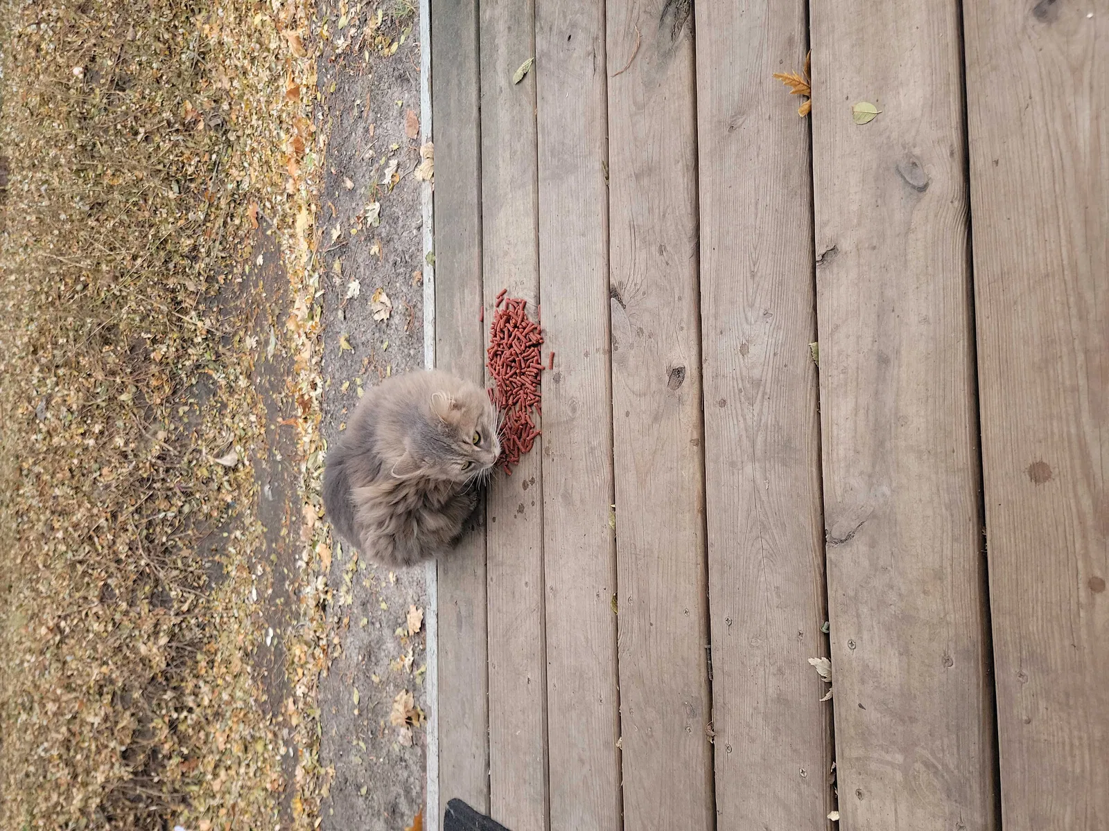 Found cat in Streator, IL, 61364