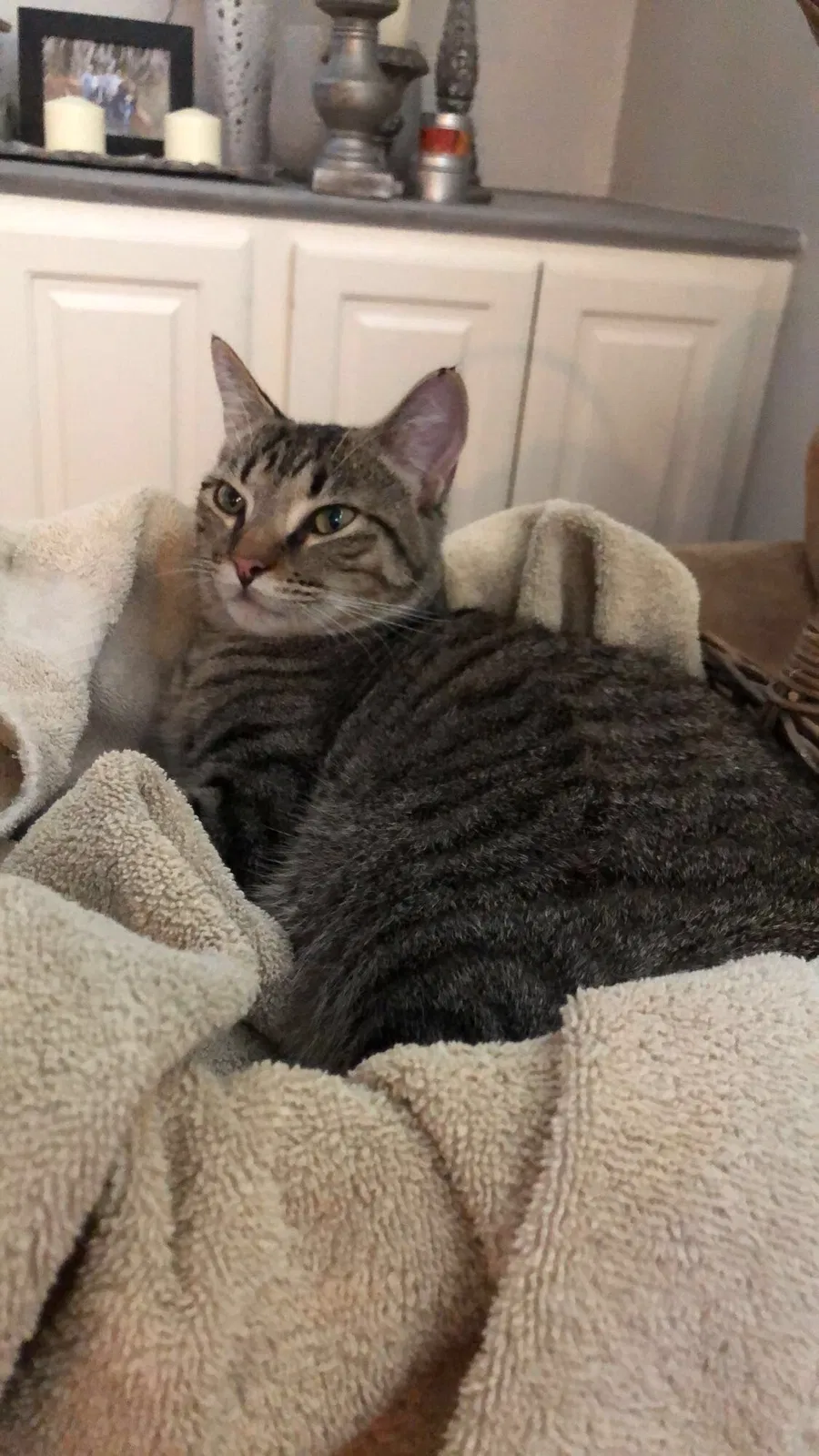 Lost cat in Sugar Land, TX, 77479